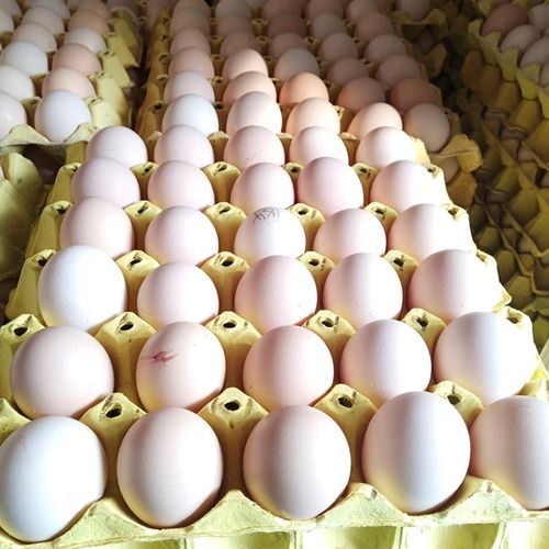 00 品种 普通鸡蛋 用途 食用 原产地 河北 包装方式 食用农产品 重量